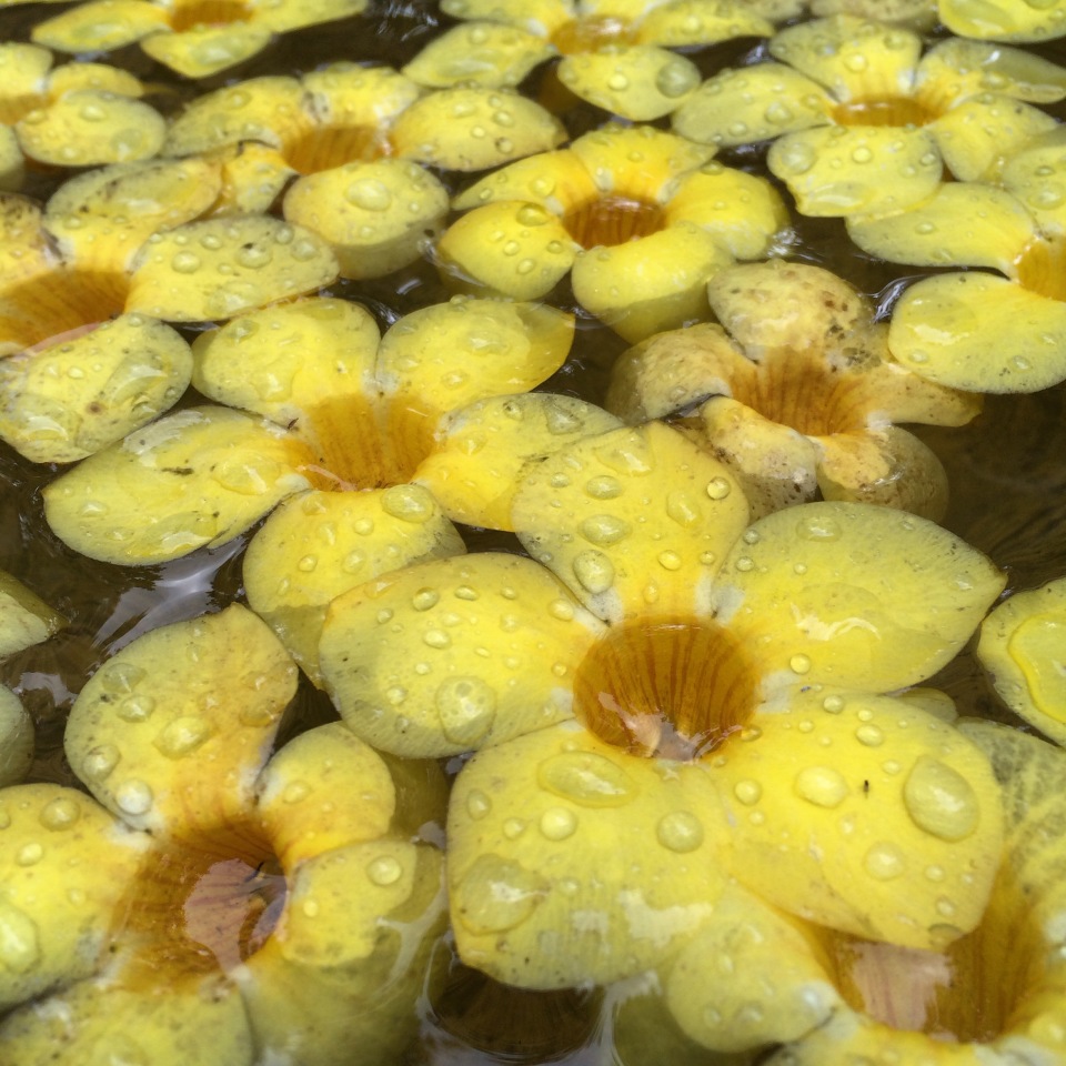 Colombo is home to some beautiful flower markets