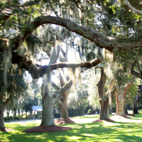 Oak Trees with Moss, St Simons Island Map, St Simons Island Beach, St Simons by the Sea, Little St Simons Island