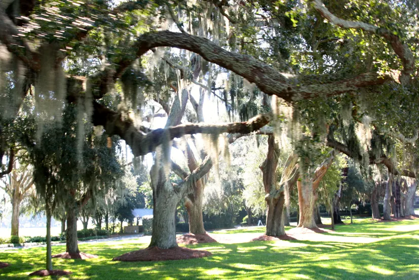 Oak Trees with Moss, St Simons Island Map, St Simons Island Beach, St Simons by the Sea, Little St Simons Island