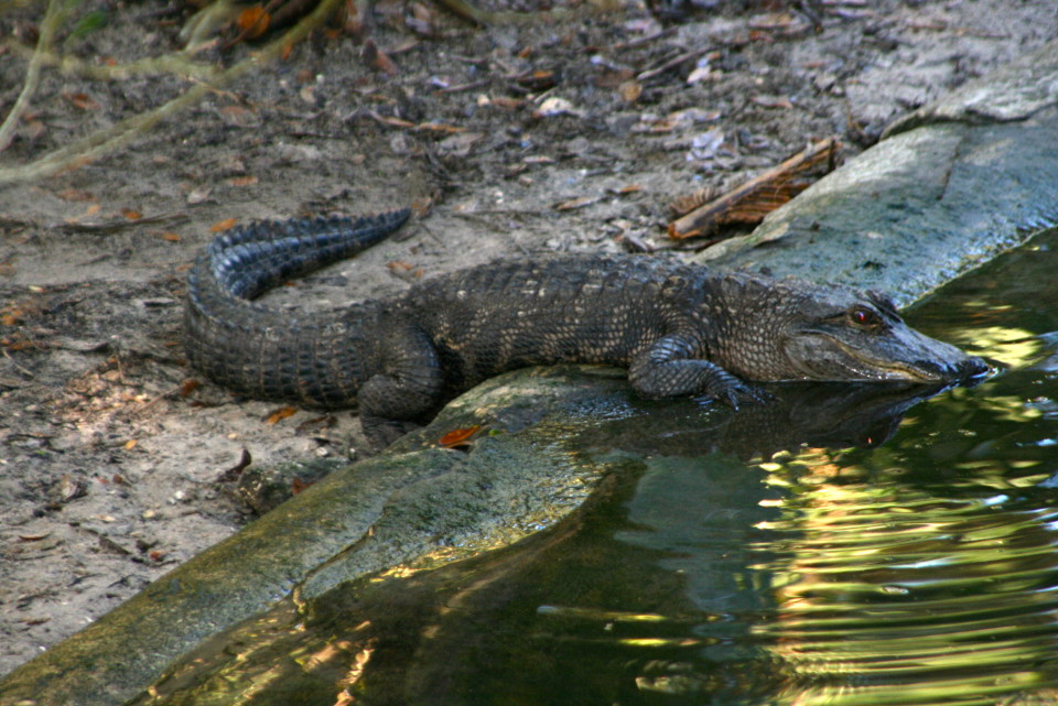 Alligator Farm St Augustine FL, a Florida roadside attraction