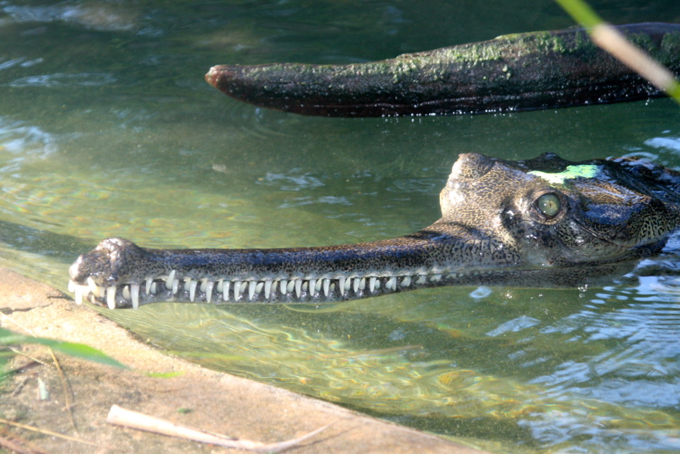 Alligator Farm St Augustine FL, a Florida roadside attraction