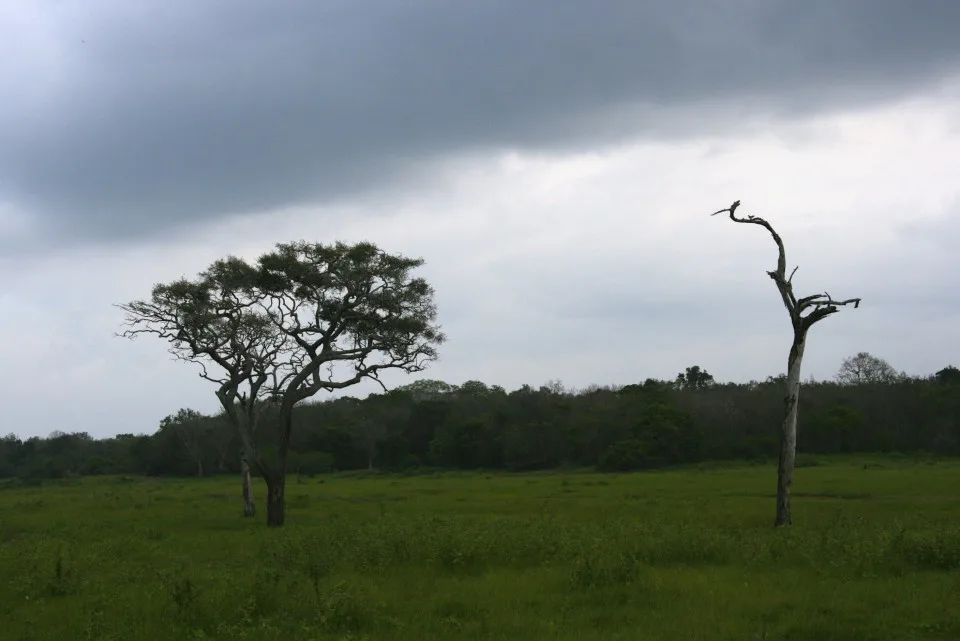 Elephant Safari, Elephant Safari Park