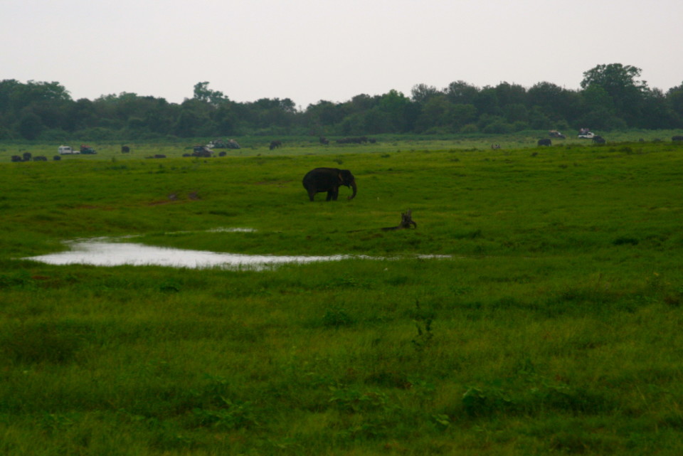at Kaudulla elephant safari park, sri lanka, Elephant Safari, Elephant Safari Park