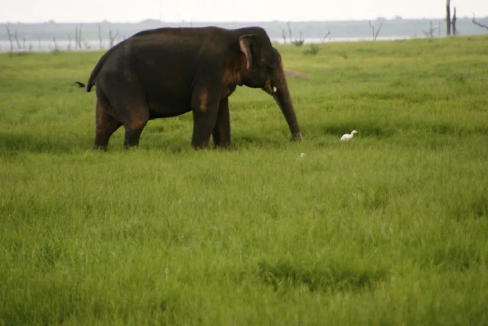 Elephant Safari, Elephant Safari Park