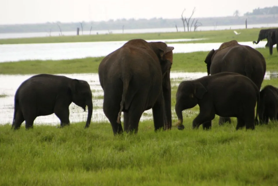 Elephant Safari, Elephant Safari Park