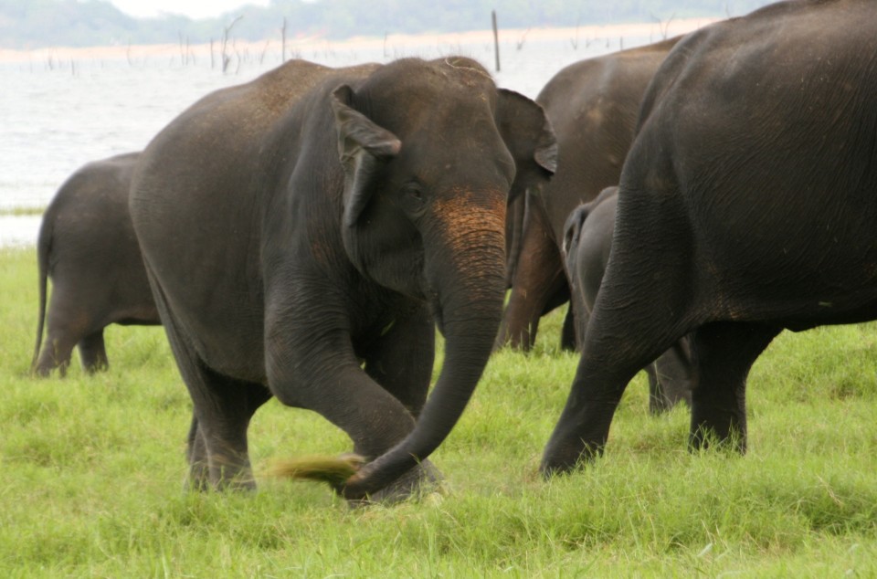 Elephant Safari, Elephant Safari Park