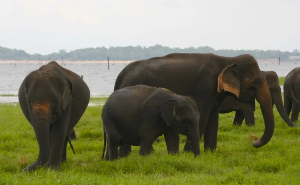 Elephant Safari, Elephant Safari Park