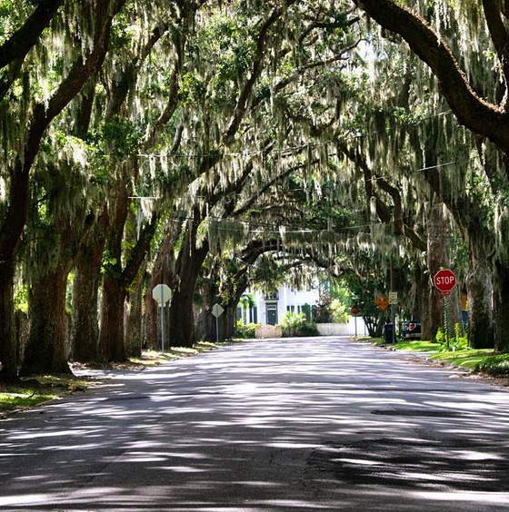 The prettiest street in St. Augustine, FL in front of the Fountain of Youth.