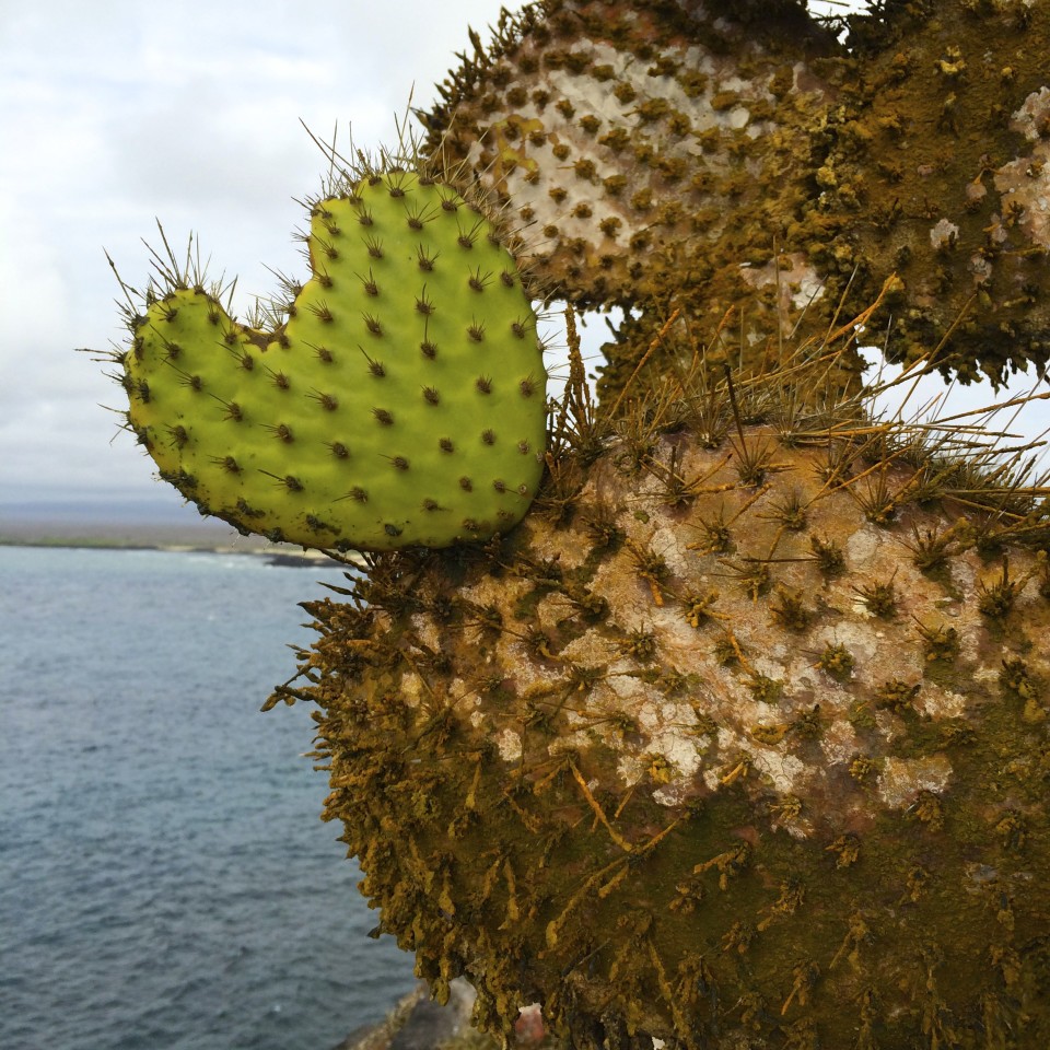 Through the eyes of a Galapagos Gringa