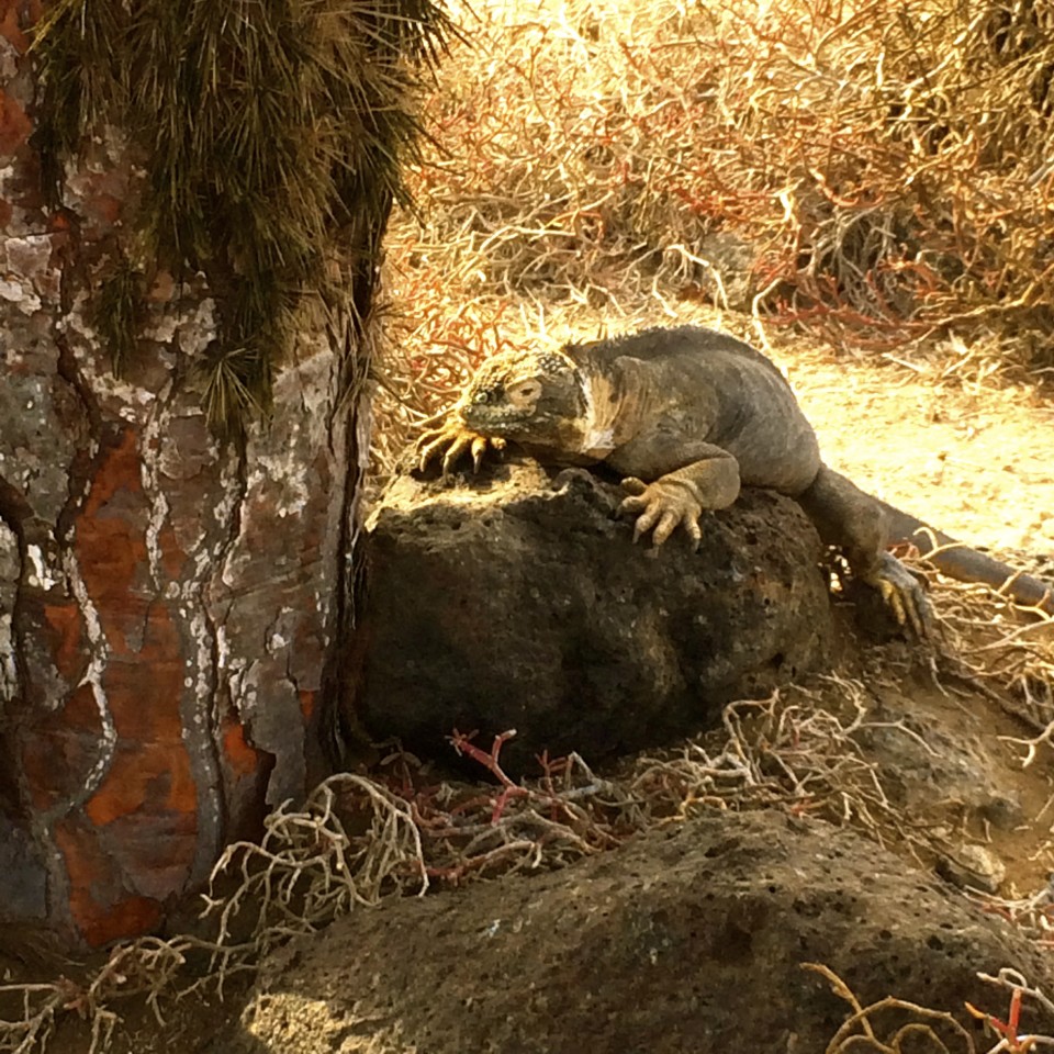 Through the eyes of a Galapagos Gringa