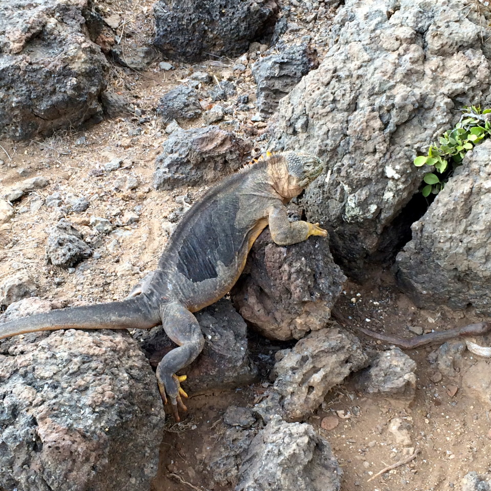 Through the eyes of a Galapagos Gringa