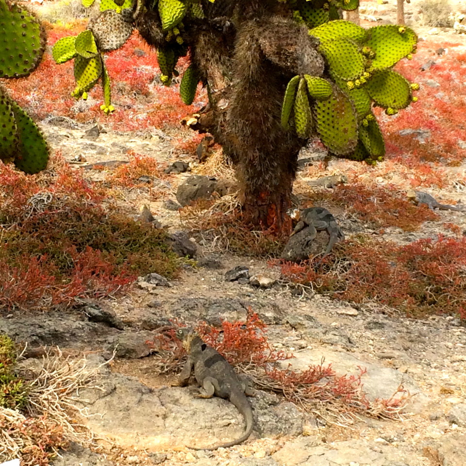 Through the eyes of a Galapagos Gringa