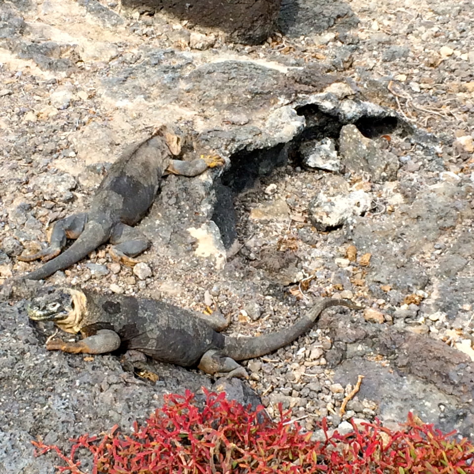 Through the eyes of a Galapagos Gringa