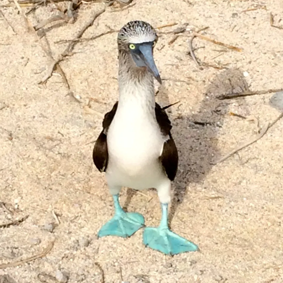 Through the eyes of a Galapagos Gringa