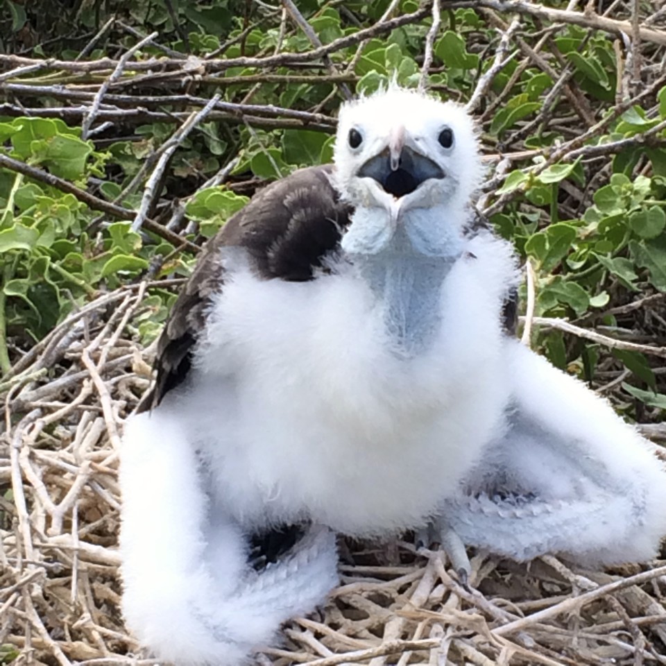 Through the eyes of a Galapagos Gringa