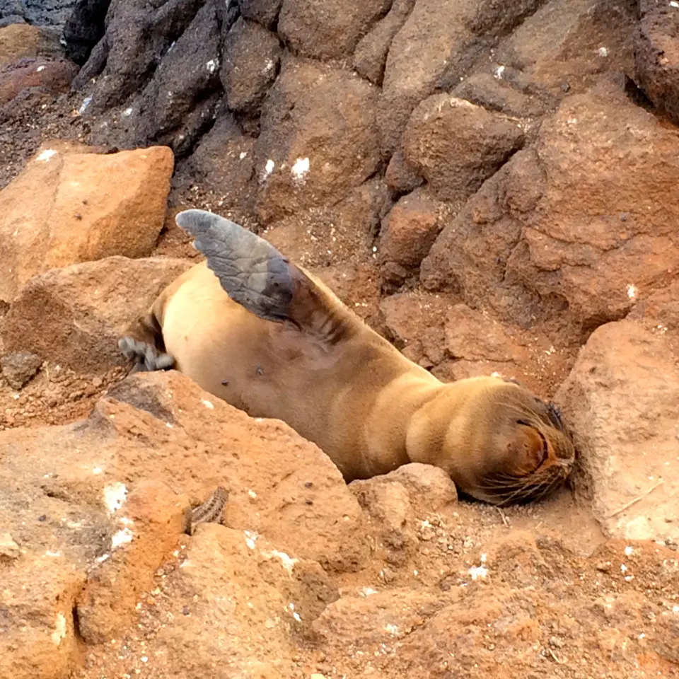 Through the eyes of a Galapagos Gringa