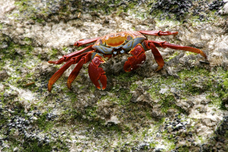 Through the eyes of a Galapagos Gringa