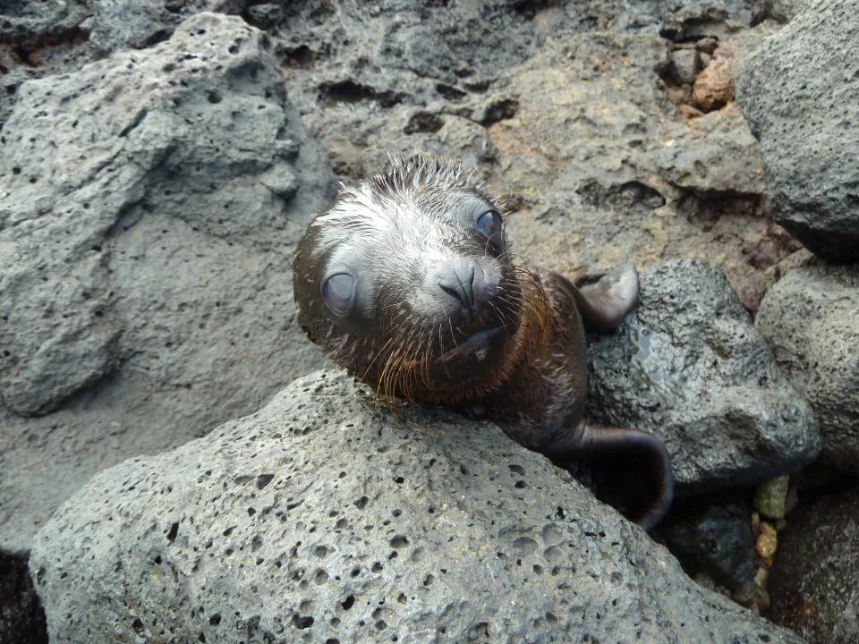 Through the eyes of a Galapagos Gringa