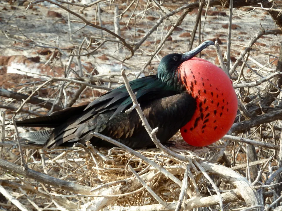 Through the eyes of a Galapagos Gringa