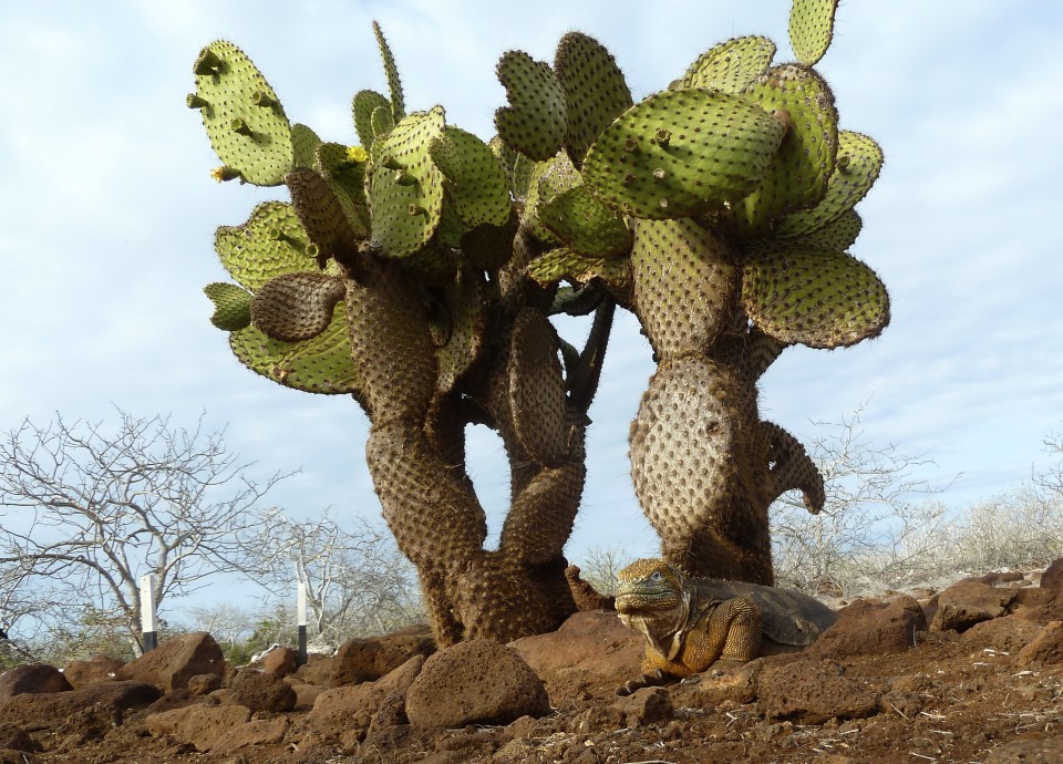 Through the eyes of a Galapagos Gringa