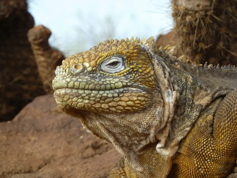 Through the eyes of a Galapagos Gringa