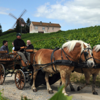 The Perfect Ireland Itinerary, Uncorked and ready to go: La Champagne, France