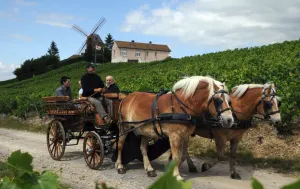 The Perfect Ireland Itinerary, Uncorked and ready to go: La Champagne, France