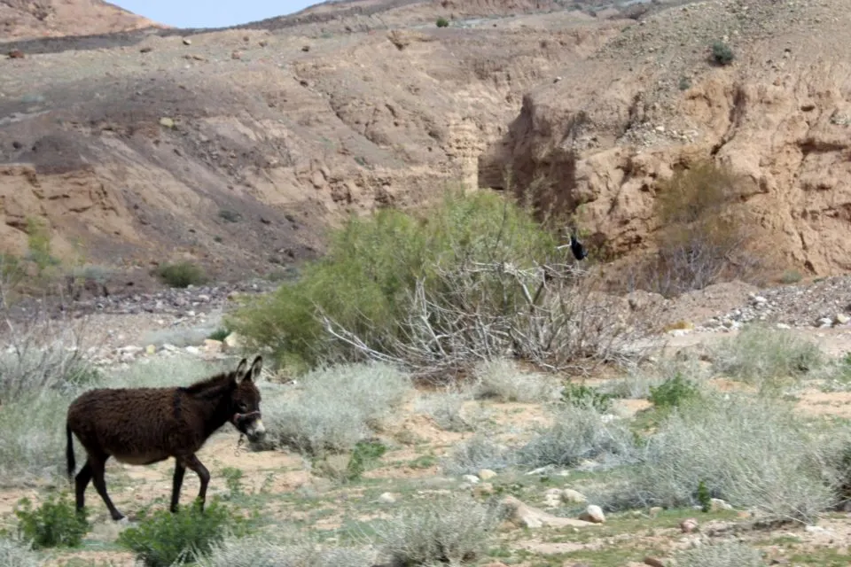 Feynan eco lodge, Feynan lodge, Jordan Holiday, Biosphere reserve, Dana Biosphere reserve, Dana Reserve #Jordan #ecolodge