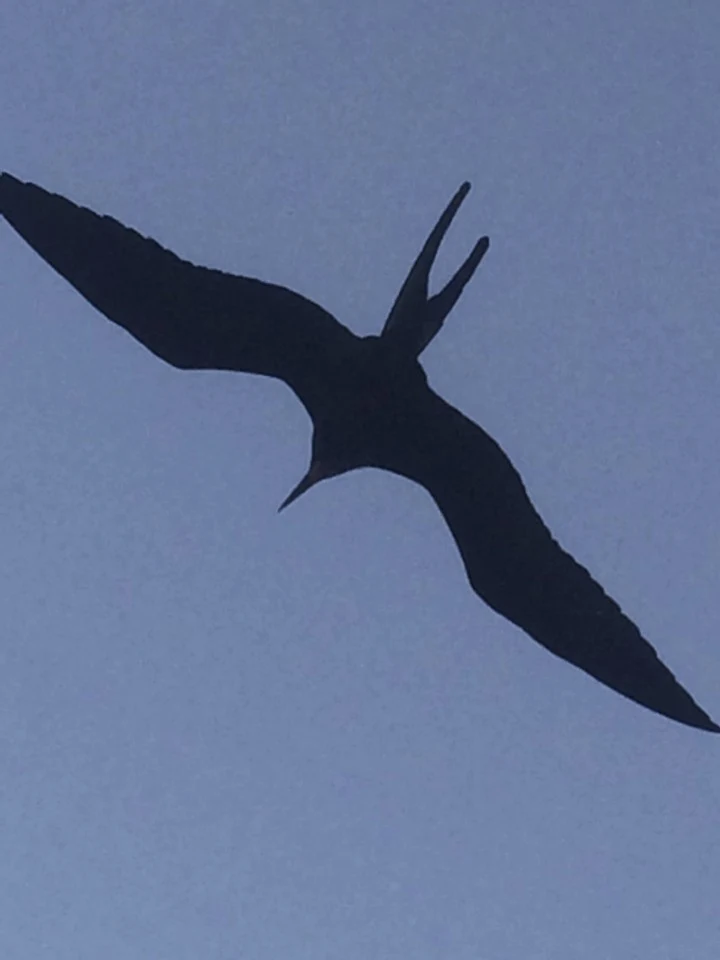 Bird flying overhead the Ecoventura yacht