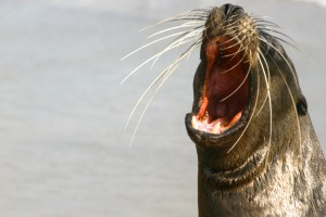 Sea lion in the Galapagos Islands, Cozumel-snorkel-day-trip-from-Cancun