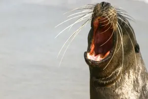 Sea lion in the Galapagos Islands, Cozumel-snorkel-day-trip-from-Cancun