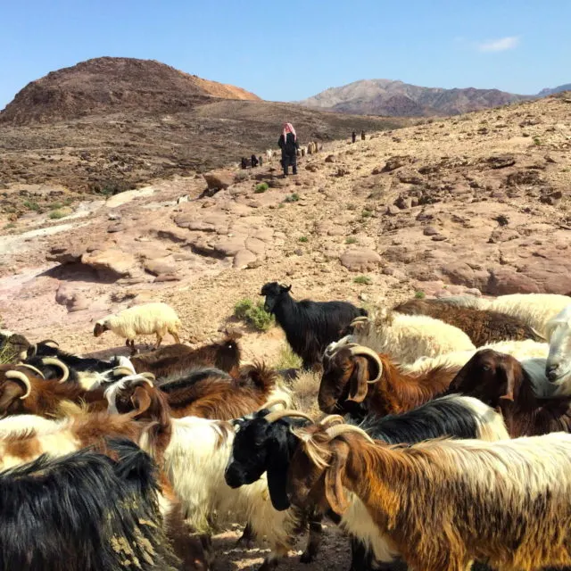 Feynan eco lodge, Feynan lodge, Jordan Holiday, Biosphere reserve, Dana Biosphere reserve, Dana Reserve #Jordan #ecolodge