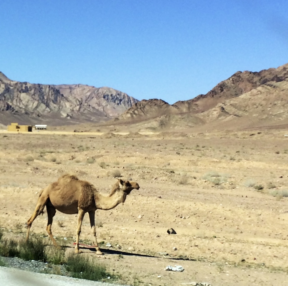 Feynan eco lodge, Feynan lodge, Jordan Holiday, Biosphere reserve, Dana Biosphere reserve, Dana Reserve #Jordan #ecolodge