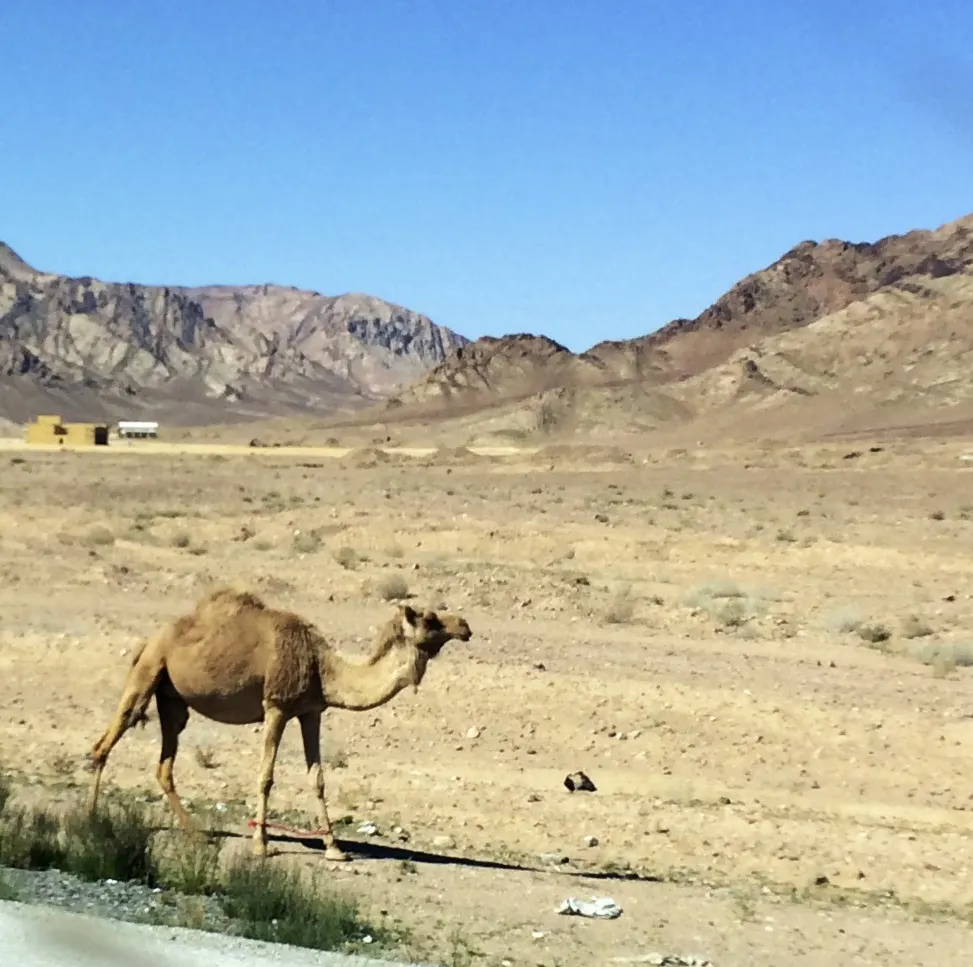 Feynan eco lodge, Feynan lodge, Jordan Holiday, Biosphere reserve, Dana Biosphere reserve, Dana Reserve #Jordan #ecolodge