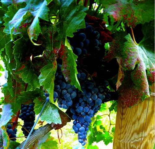 Grape vine, French Wine Regions