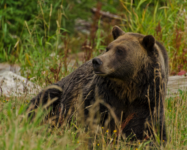 Brown Bear, Canadian Rockies Train, Rocky Mountaineer Train Trip, Canadian rockies by Rail