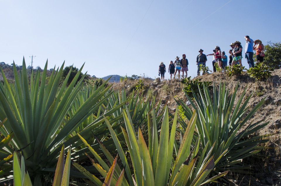 Oaxacan, mezcal, agave plant, maguey plant