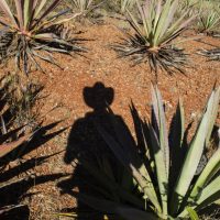 Oaxacan, mezcal, agave plant, maguey plant