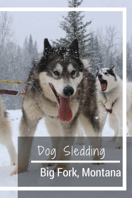 Dog Sledding, inuit dog, montana