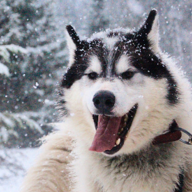 MONTANA WINTER: DOG SLEDDING AND HORSEBACK RIDING IN THE SNOW!
