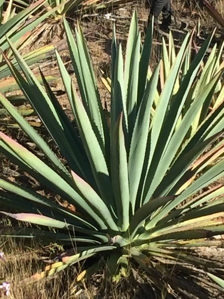 Oaxacan, mezcal, agave plant, maguey plant