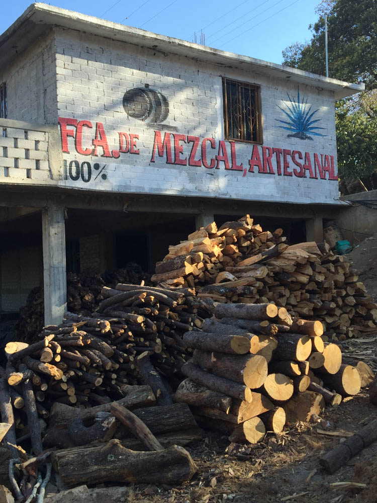 Oaxacan, mezcal, agave plant, maguey plant