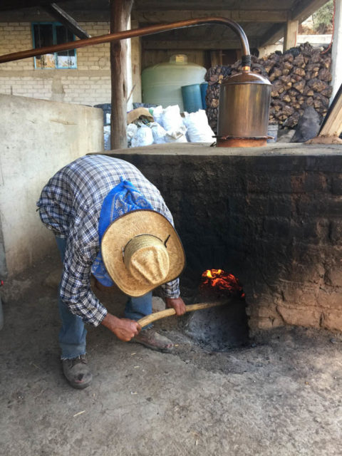 Oaxacan, mezcal, agave plant, maguey plant, sealing a mezcal bottle, mescal