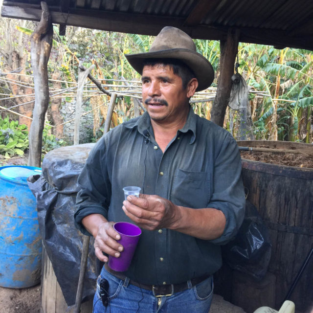 Oaxacan, mezcal, agave plant, maguey plant, sealing a mezcal bottle, mescal