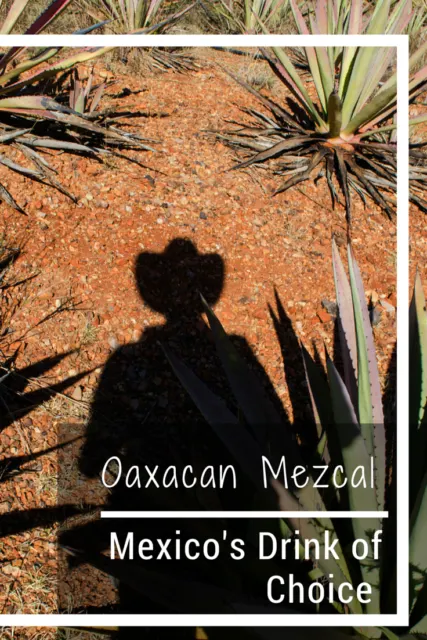Oaxacan, mezcal, agave plant, maguey plant