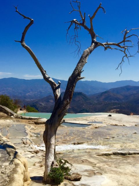 Petrified Waterfall and tree near Hierve el Agua, Oaxaca, Mexico