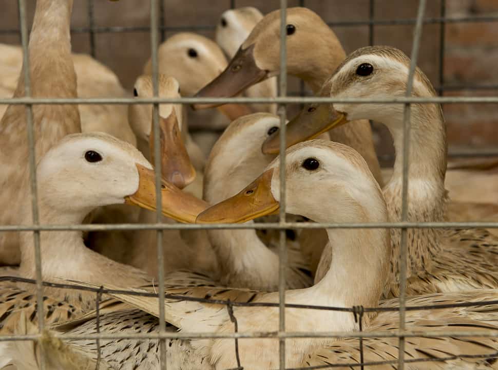 Live ducks, Water Towns of China, Venice of the East, Xitang, China