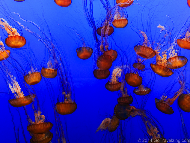 Things to do in Monterey, what to do in Monterey, #Monterey #California #Aquarium #MontereyAquarium