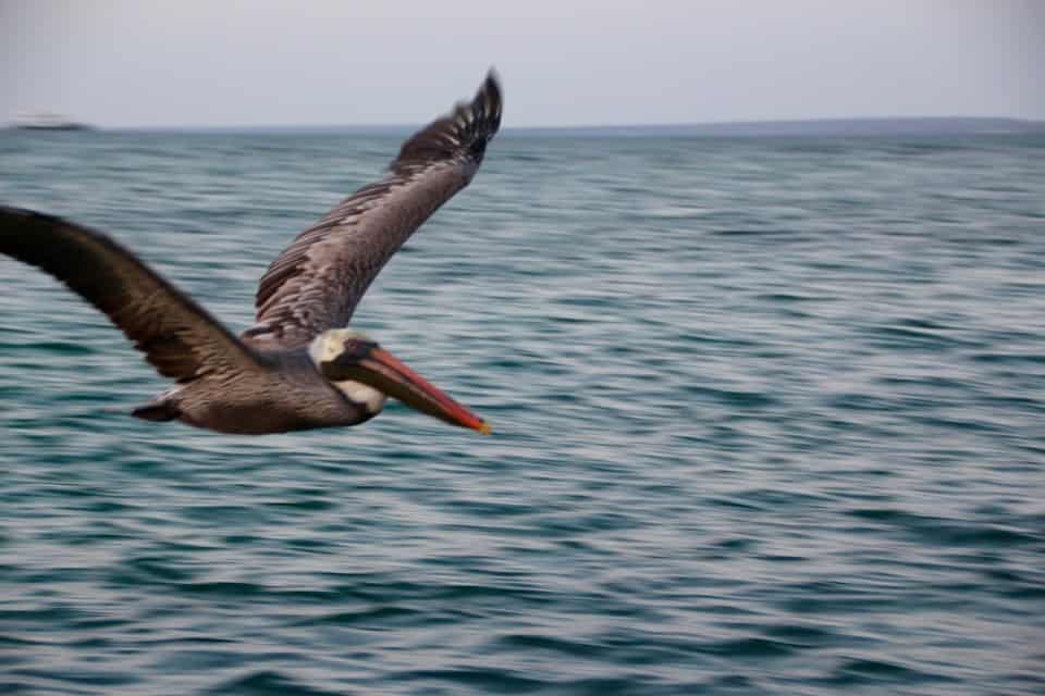 The Galapagos Islands, Birds of a Feather, Galapagos Finches, Galapagos Islands, Galápagos Islands, Galapagos bird, Galapagos animals