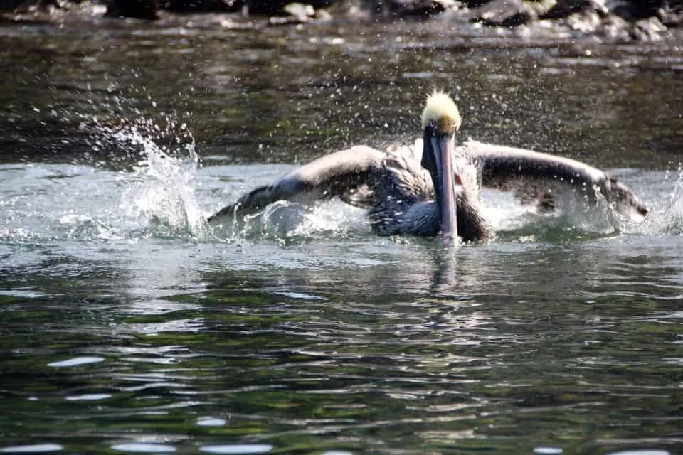 The Galapagos Islands, Birds of a Feather, Galapagos Finches, Galapagos Islands, Galápagos Islands, Galapagos bird, Galapagos animals